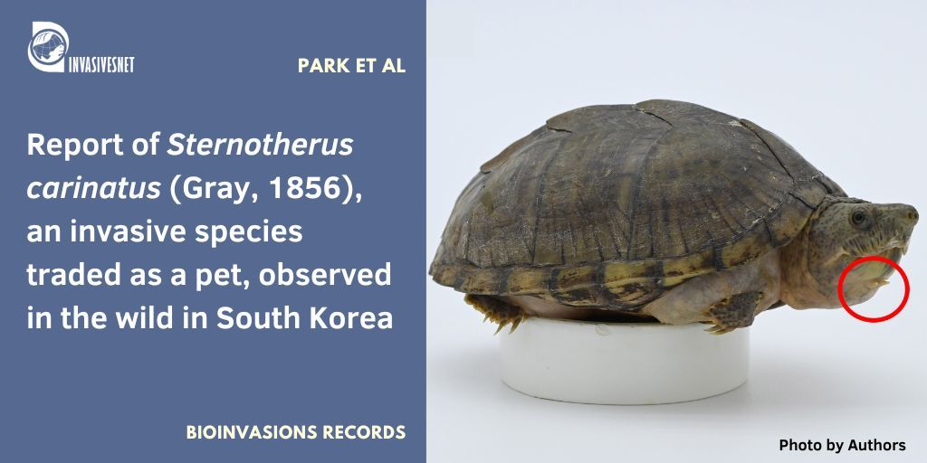 Invasivesnet's tweet photo. A new observation of the razor-backed musk turtle Sternotherus carinatus in South Korea due to pet trade. Open access 👇 https://t.co/5IMSVBiq9w #INVASIVESNET #BIR https://t.co/QBLiFOXgLy