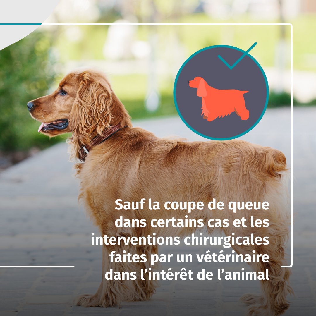 La chirurgie “esthétique” ou « non curative » sur les animaux est interdite en France, sauf la coupe de la queue dans certains cas. Une exception est prévue pour les opérations effectuées par un #vétérinaire dans l’intérêt de l’animal.
Pour en savoir + : veterinaire.fr/je-suis-propri…