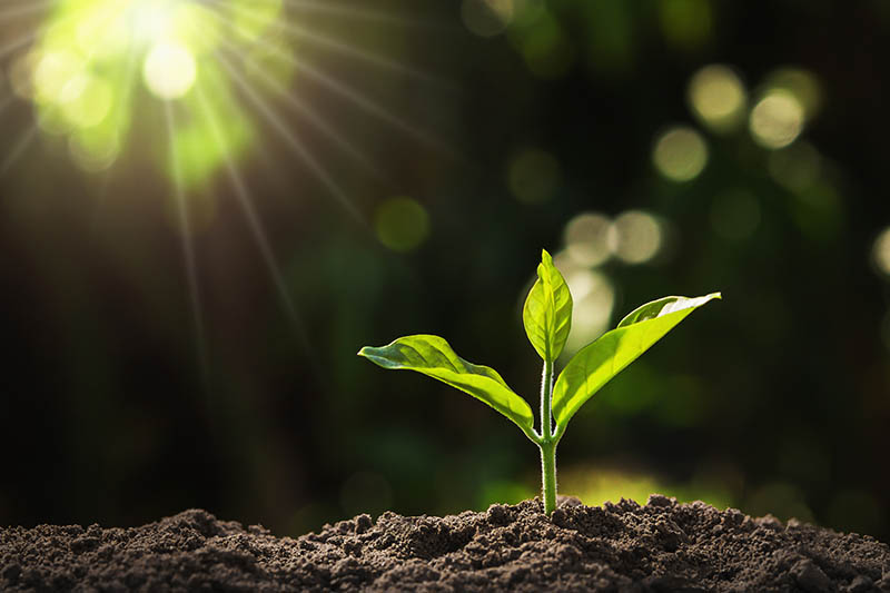 Annemarie Ní Churreáin tweet media