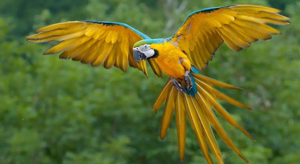 Imagine walking along a wooden path suspended high on cliff's edge surrounded by lush green forests and mountain vistas. Bigodi wetland  boasts a rich biodiversity of over 200 bird species, plant types, several primate species and animal life. 
#primateholidays #exploreuganda