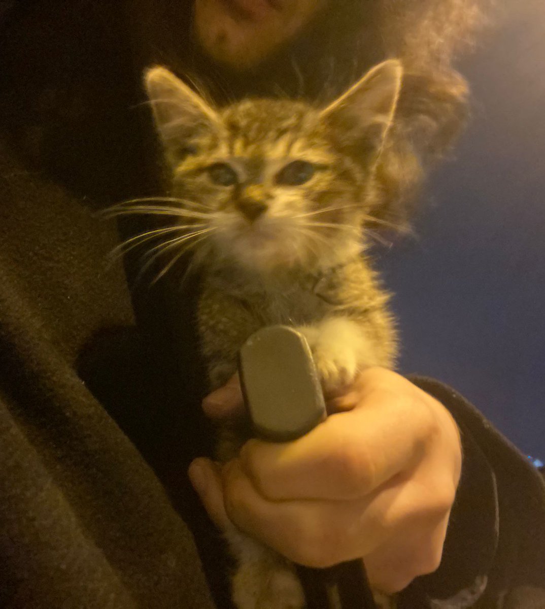 kyyrria's tweet photo. Bu kız dük akşam tır tekerinin içinden kurtarılmış. Hava çok soğuk olduğu için arabaların motorlarına girmeye çalıyor.

 Henüz bir bebek. 2-3 aylık minicik bir kız. Özel kaka toplayıcı ev kölesini arıyor. İSTANBUL. HER YERE GETİRİLİR. 
Lütfen sokakta kalmasın (şu an korumada) https://t.co/mW1PHC7tDl