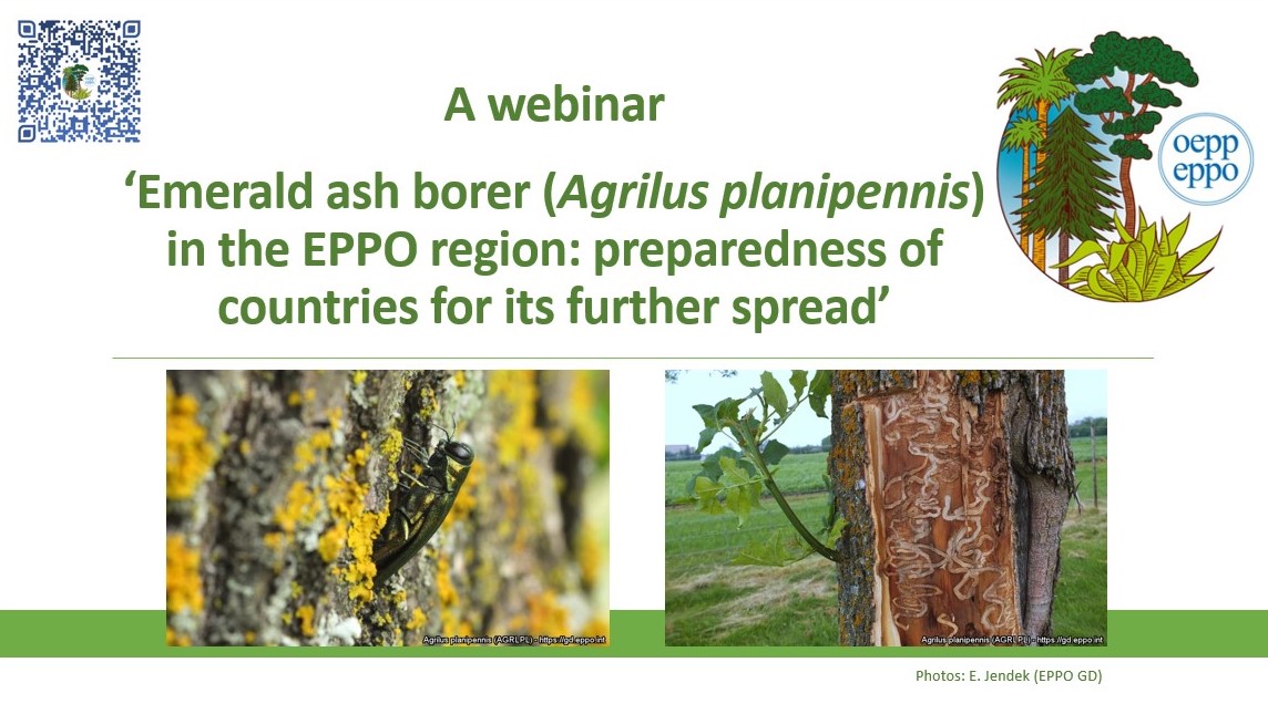 EPPOnews's tweet image. If you miss the EPPO webinar – ‘Emerald ash borer (Agrilus planipennis) in the EPPO region: preparedness of countries for its further spread’, you can
 - view the full recording
 - download the presentations
eppo.int/MEETINGS/2024_…