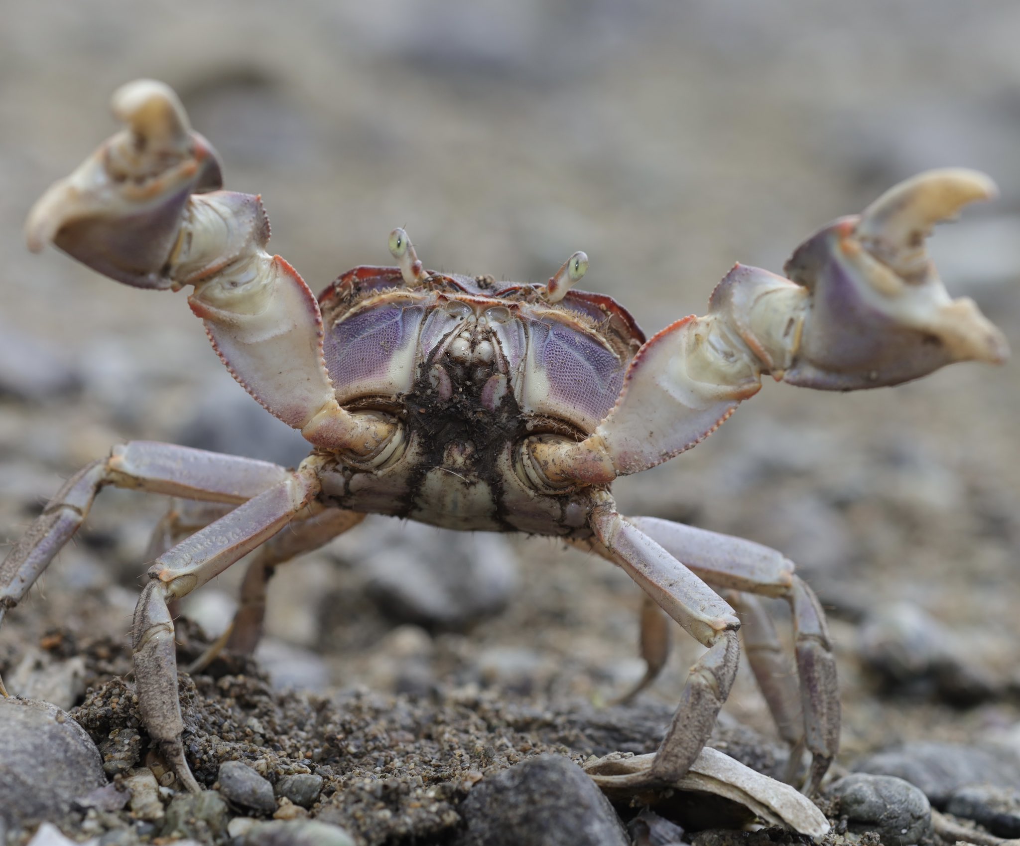 カニの散歩道Crabs' Promenade on X: 