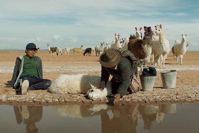 Les 12 projeccions d'aquesta setmana al #PantallaBDC:

The farewell
Fantastic machine
Robot dreams
Sala de professors
Utama
Gagarine
La revolta dels contes