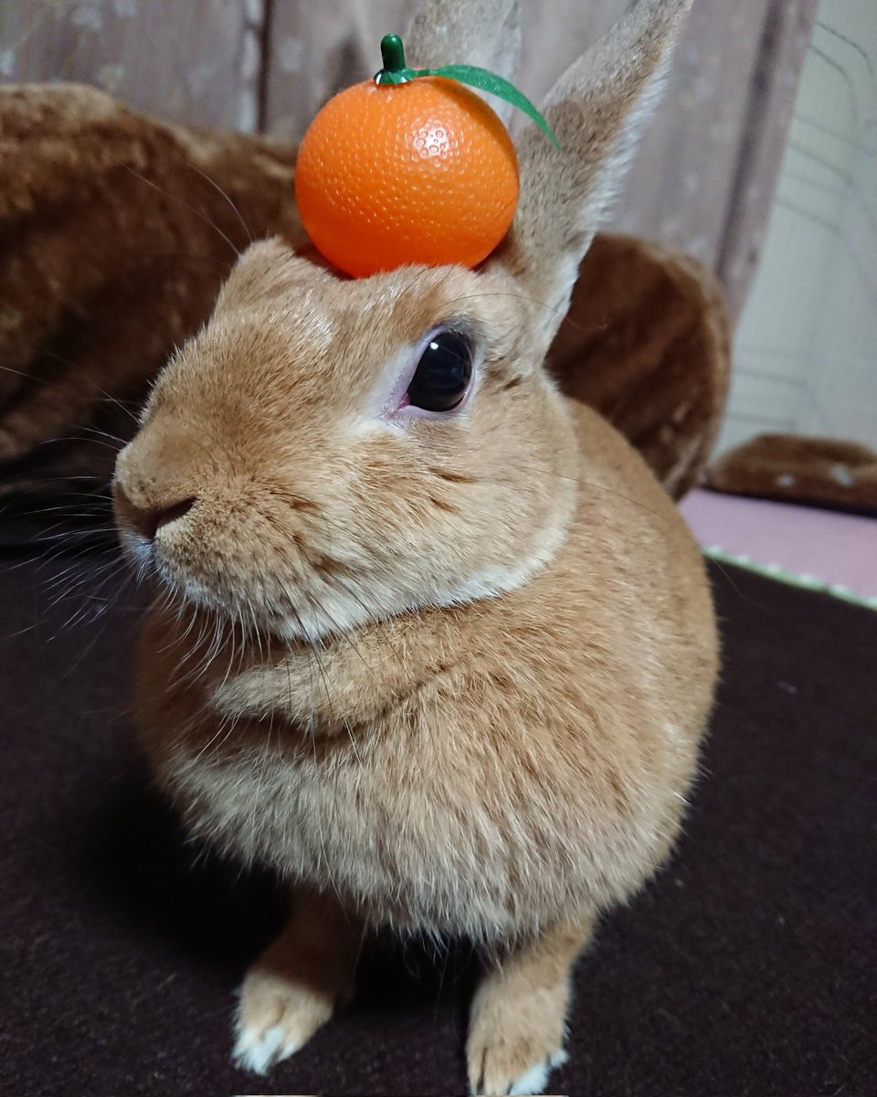 itoitoart's tweet photo. @minto20220605 初めまして🐰お月様におりますが♀で「ぽち」です 画像は「鏡もち」ならず「鏡ぽち」でございます😅 https://t.co/8IqqNOz4wL