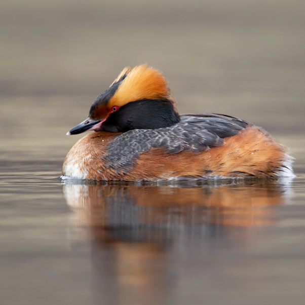 The SOC (@scottishbirding) on Twitter photo Scottish Birdwatchers' Conference 2025
The 2025 conference will be held in Inverness on Saturday 15 March, hosted by SOC Highland Branch in collaboration with <a href="/BTO_Scotland/">BTO Scotland</a>.
For more information and to book your place, visit the-soc.org.uk/pages/event/sc… Scottish Birdwatchers' Conference 2025
The 2025 conference will be held in Inverness on Saturday 15 March, hosted by SOC Highland Branch in collaboration with <a href="/BTO_Scotland/">BTO Scotland</a>.
For more information and to book your place, visit the-soc.org.uk/pages/event/sc…