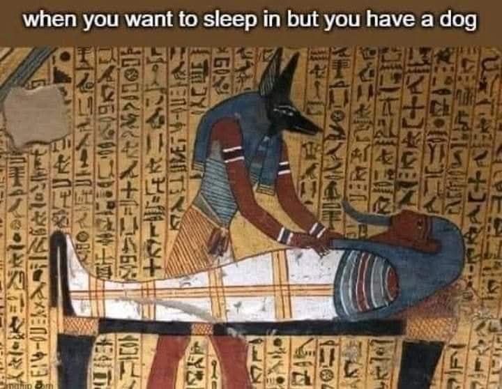 Classical Studies Memes tweet media