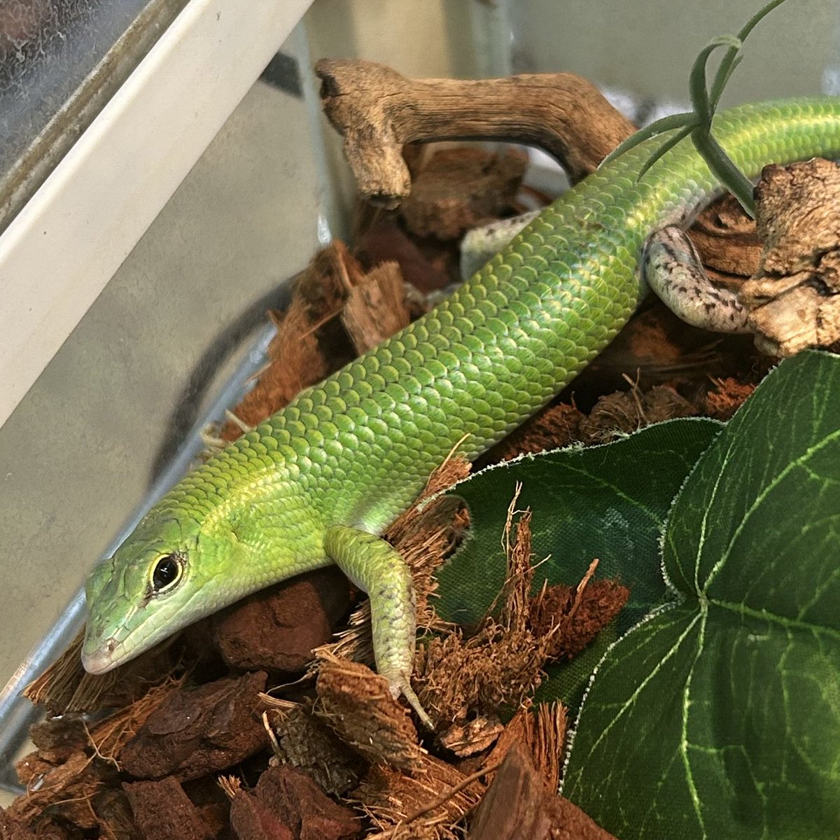 本翡翠　開運原石刻み希望蜥蜴、トカゲ トカゲ大全 LIZARDS OF THE WORLD