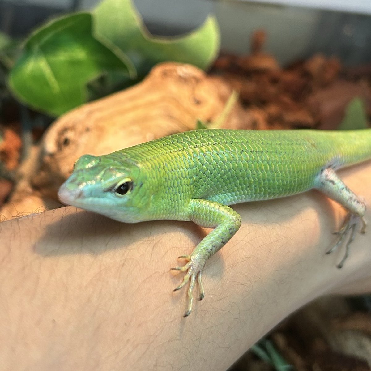 本翡翠　開運原石刻み希望蜥蜴、トカゲ トカゲ大全 LIZARDS OF THE WORLD