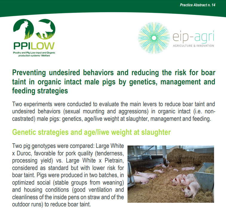 PPILOW project presents the 14th Practice Abstract (PA14): “Preventing undesired behaviors and reducing the risk for boar taint in organic intact male pigs by genetics, management and feeding strategies”🐷

Read it here👉 ppilow.eu/wp-content/upl…
