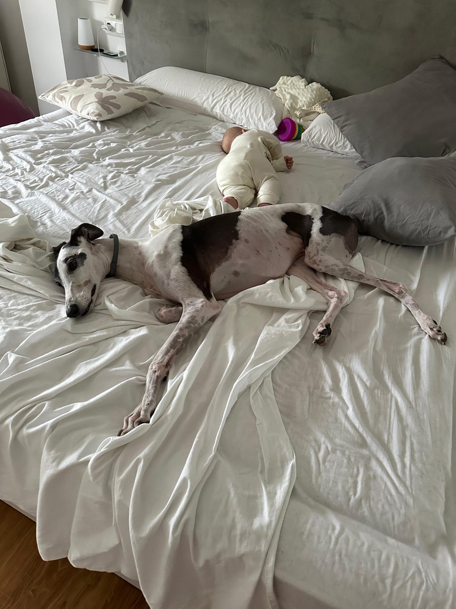 NOTICIAS DE BEHI 🥰

Desde Gipuzkoa Behi nos presenta a su hermanita Sofía
Su compañera de juegos ahora inseparables cuidan el uno del otro.

Muchas gracias familia por acordaros de nosotros y enviarnos estas fotos tan bonitas.❤️❤️❤️

#galgoleku #adopta #acoge