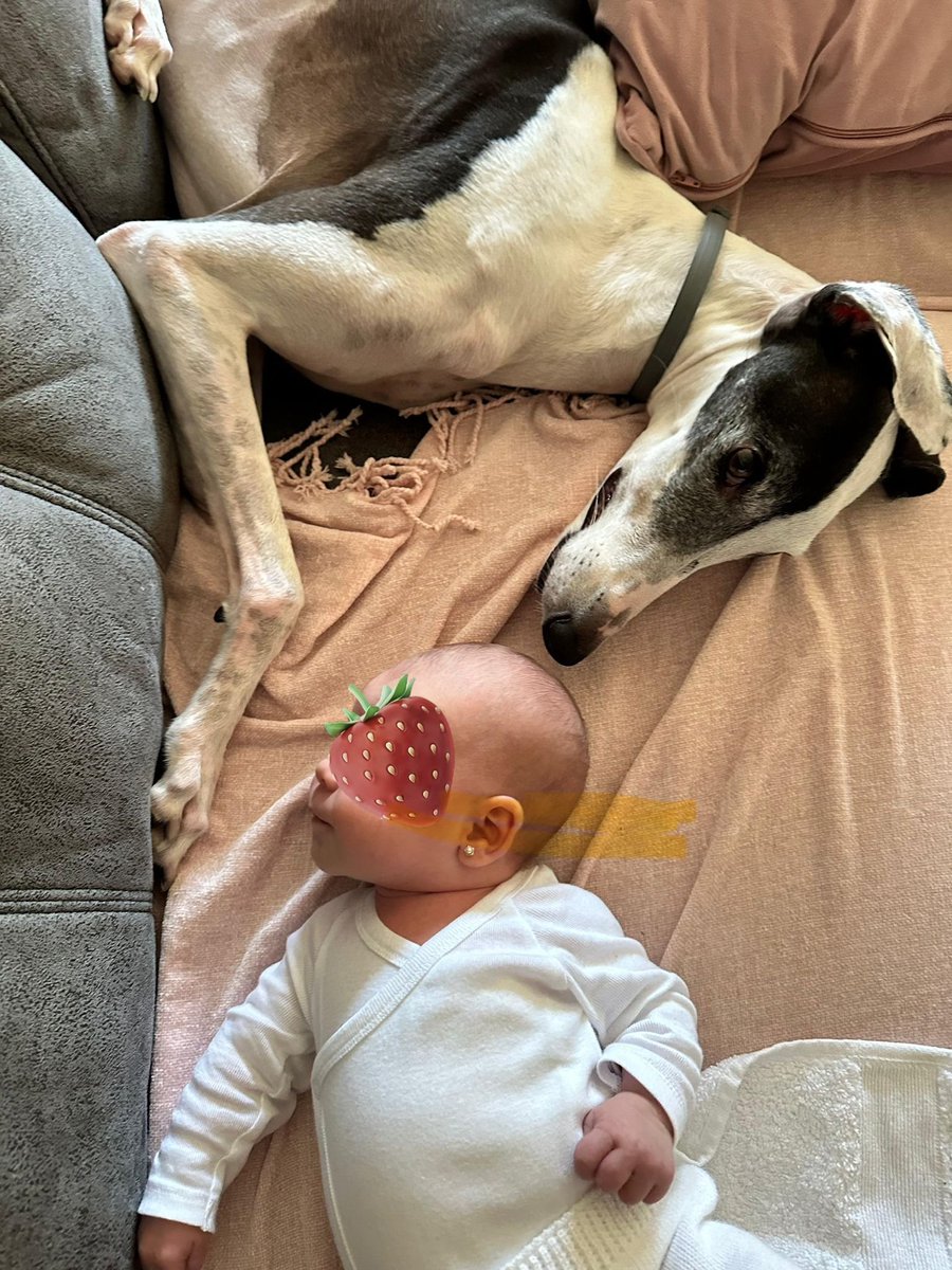 galgoleku's tweet photo. NOTICIAS DE BEHI 🥰

Desde Gipuzkoa Behi nos presenta a su hermanita Sofía
Su compañera de juegos ahora inseparables cuidan el uno del otro.

Muchas gracias familia por acordaros de nosotros y enviarnos estas fotos tan bonitas.❤️❤️❤️

#galgoleku #adopta #acoge https://t.co/QD0Few3eO2
