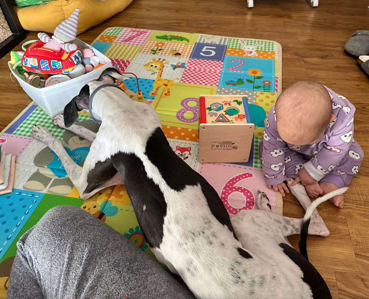 galgoleku's tweet photo. NOTICIAS DE BEHI 🥰

Desde Gipuzkoa Behi nos presenta a su hermanita Sofía
Su compañera de juegos ahora inseparables cuidan el uno del otro.

Muchas gracias familia por acordaros de nosotros y enviarnos estas fotos tan bonitas.❤️❤️❤️

#galgoleku #adopta #acoge https://t.co/QD0Few3eO2
