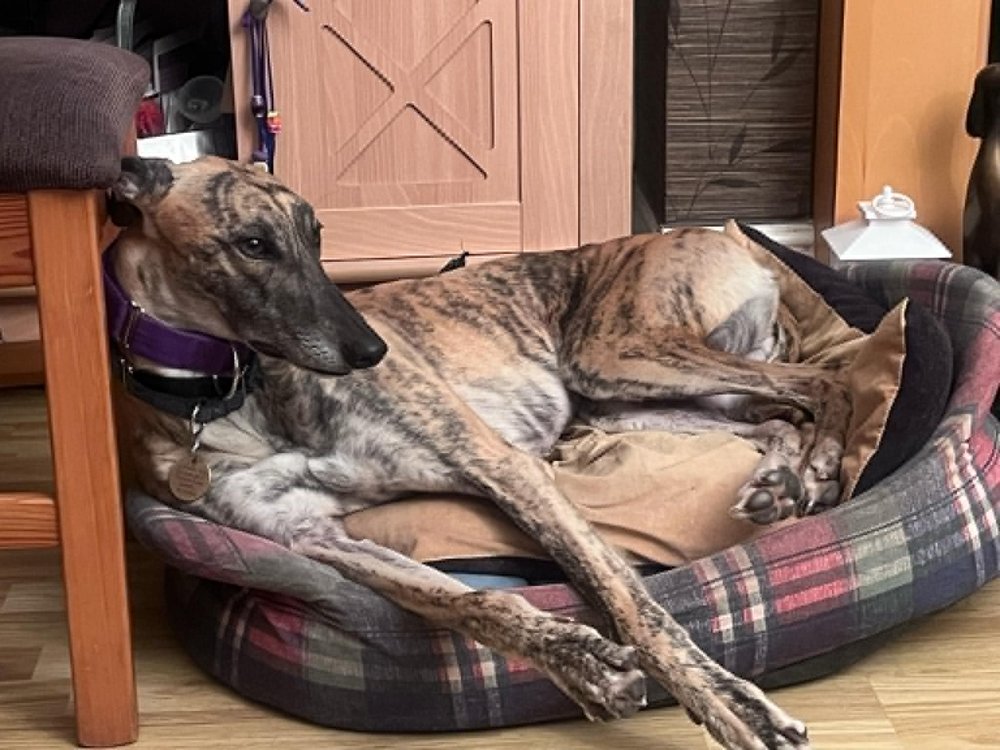 Lurcher SOS 🐾🐾 tweet media