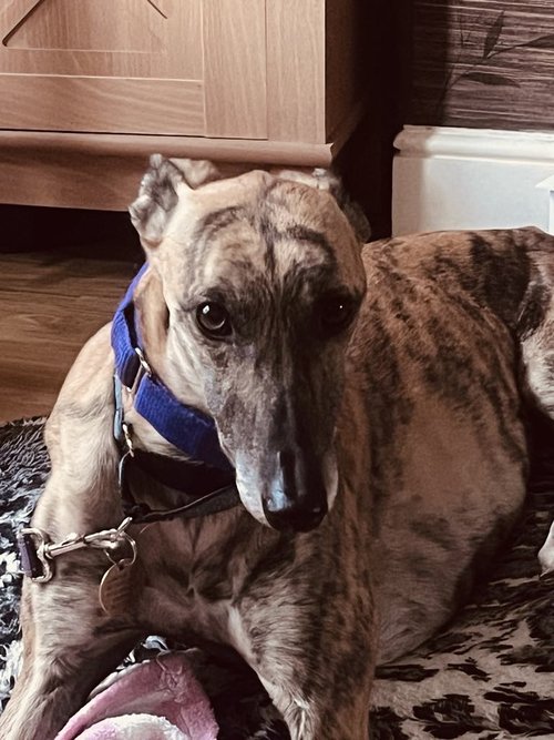 Lurcher SOS 🐾🐾 tweet media