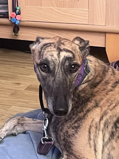 Lurcher SOS 🐾🐾 tweet media