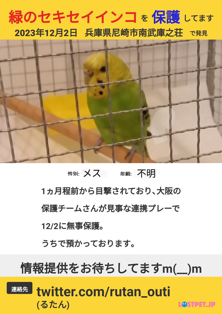 rutan_outi's tweet photo. 情報待ってます🙏
迷子セキセイ🟡ルーはプロフィール参照

🟢ちーたんさん保護、うち預かり緑セキセイ掲示板
https://t.co/rbsFzrdPJr
https://t.co/7RzdLqPgHY
https://t.co/i4oSoej9ea

🟡8月～FUJIKOさん保護、11月～うち預かりセキセイ２羽掲示板
https://t.co/XK8zYfrf9B
https://t.co/BYgu58aaZc https://t.co/IwhqxmEyZZ