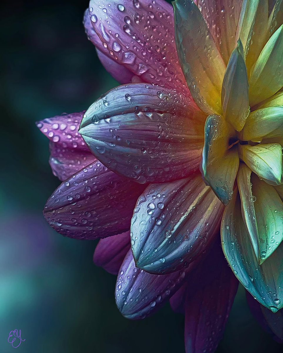 Julie LV tweet media