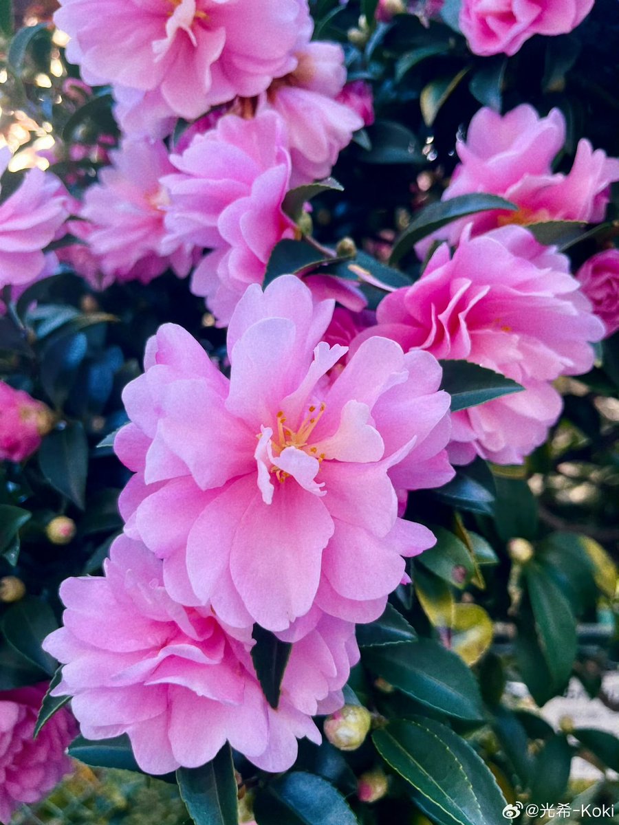 Kokikimurahk1's tweet image. Report from 光希 #koki

Photos from today ☺️ 
#webio #微博