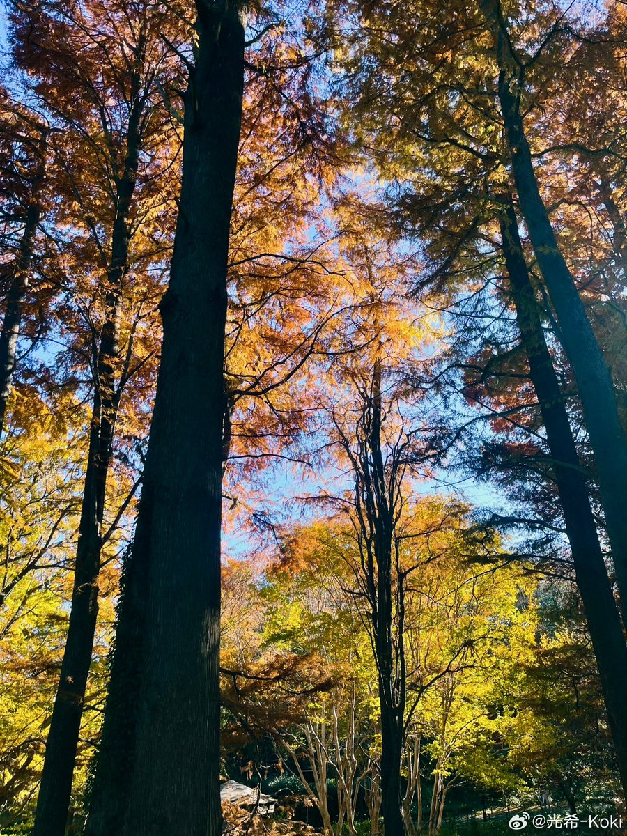 Kokikimurahk1's tweet image. Report from 光希 #koki

Photos from today ☺️ 
#webio #微博