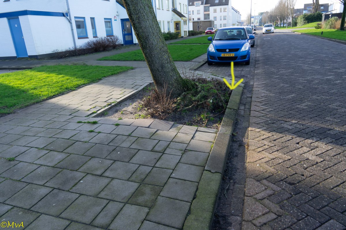 MaartenvanAtten's tweet photo. #Bomen, #scheefstand, #BVC. Duidelijk door het ontbreken van stabiliteitswortels aan de wegzijde. Moet helaas gekapt worden. https://t.co/1F8jgvhkvy
