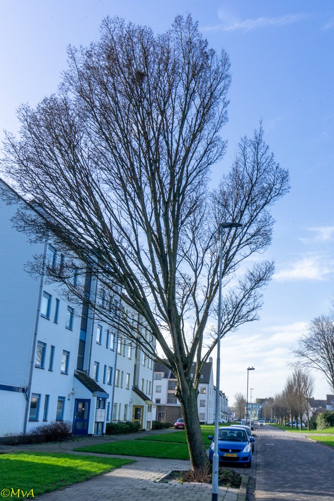 MaartenvanAtten's tweet photo. #Bomen, #scheefstand, #BVC. Duidelijk door het ontbreken van stabiliteitswortels aan de wegzijde. Moet helaas gekapt worden. https://t.co/1F8jgvhkvy