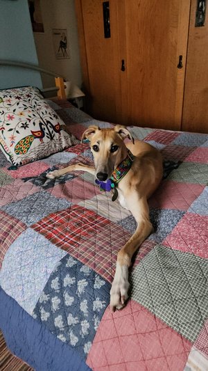 Lurcher SOS 🐾🐾 tweet media