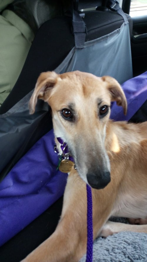 Lurcher SOS 🐾🐾 tweet media