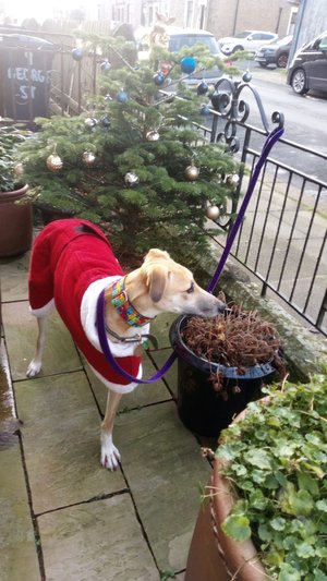 Lurcher SOS 🐾🐾 tweet media