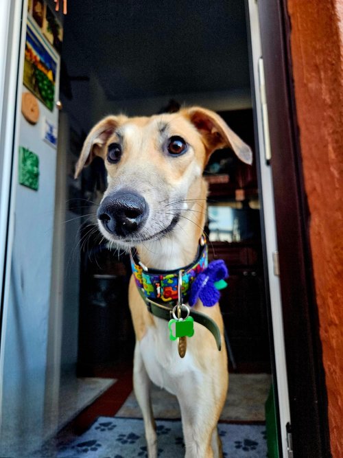 Lurcher SOS 🐾🐾 tweet media
