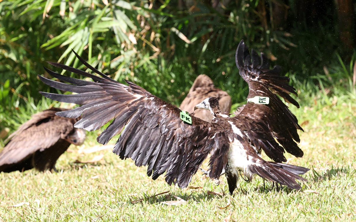 Kartong Bird Observatory 🇬🇲 tweet media