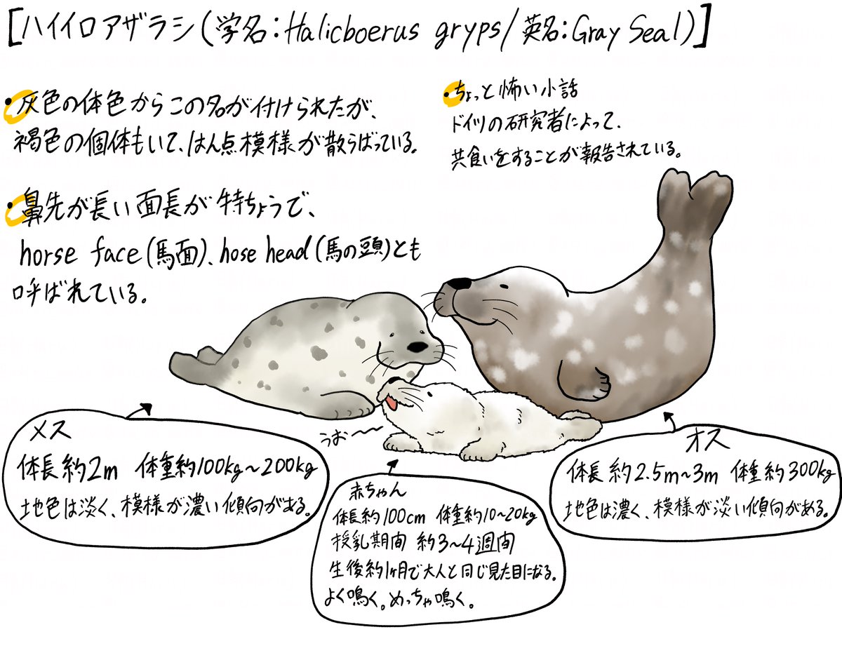 アザラシ図鑑〜ハイイロアザラシ〜】 オランダのアザラシ幼稚園で見