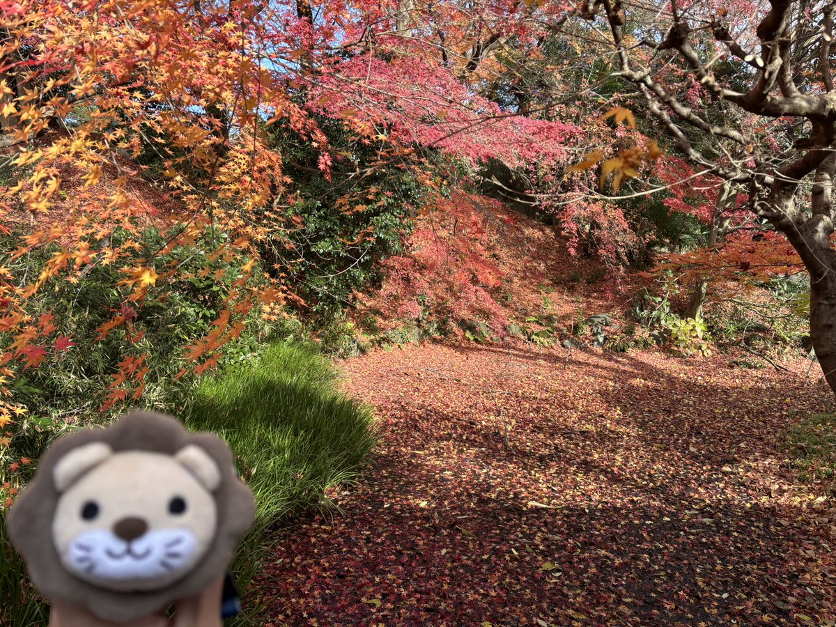 猫部のメンバーが、奄美大島、神奈川、長野、富山、名古屋から、仙台に遊びに来てくれたので、観光してきましたー😸🙌

💡仙台光のページェント
⛩️日本三景の松島
🍁天麟院で紅葉

あんまり観光に興味がないのですが…リベの人と行くと楽しめます♪
遠方からありがとうございました🙏