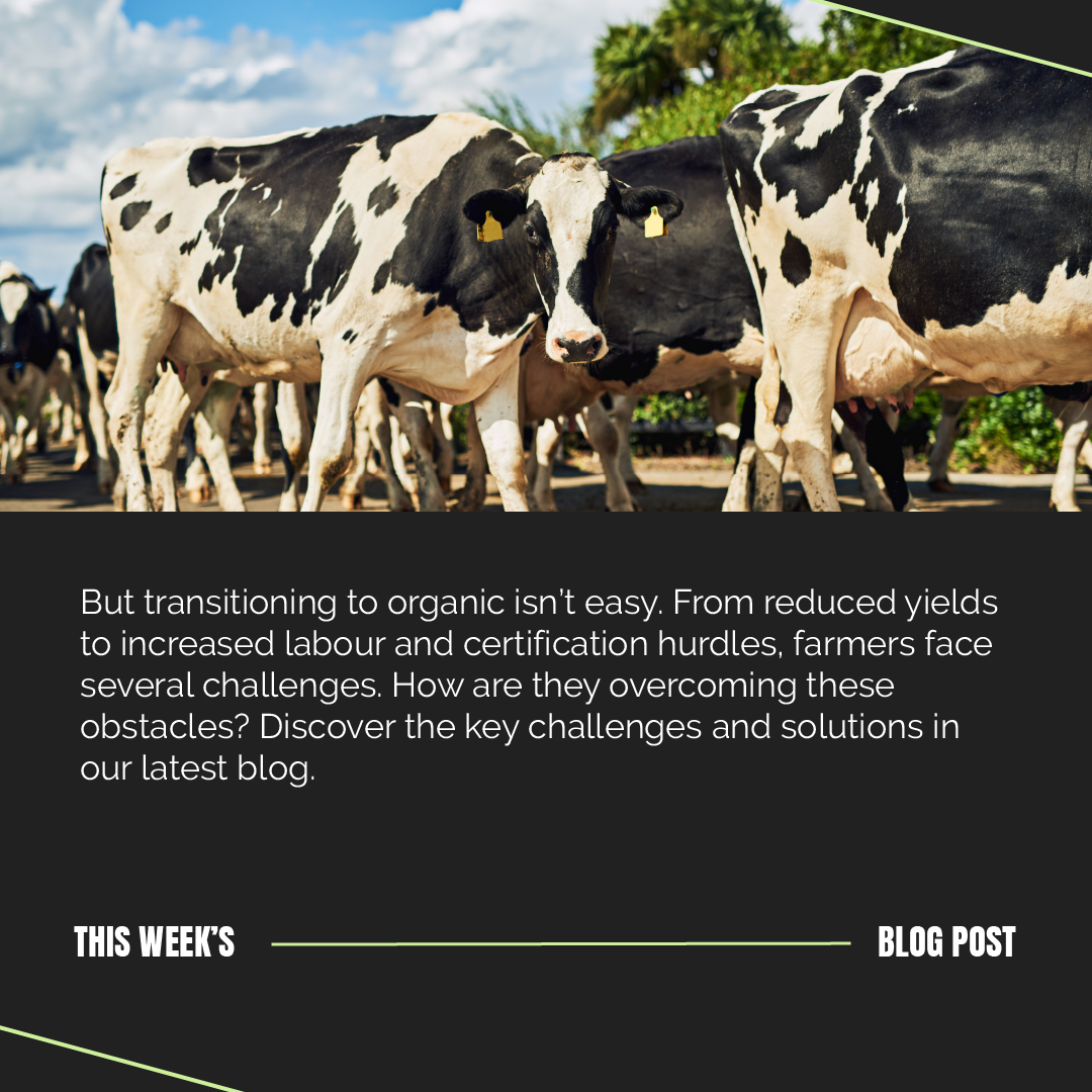 InFlavour tweet media