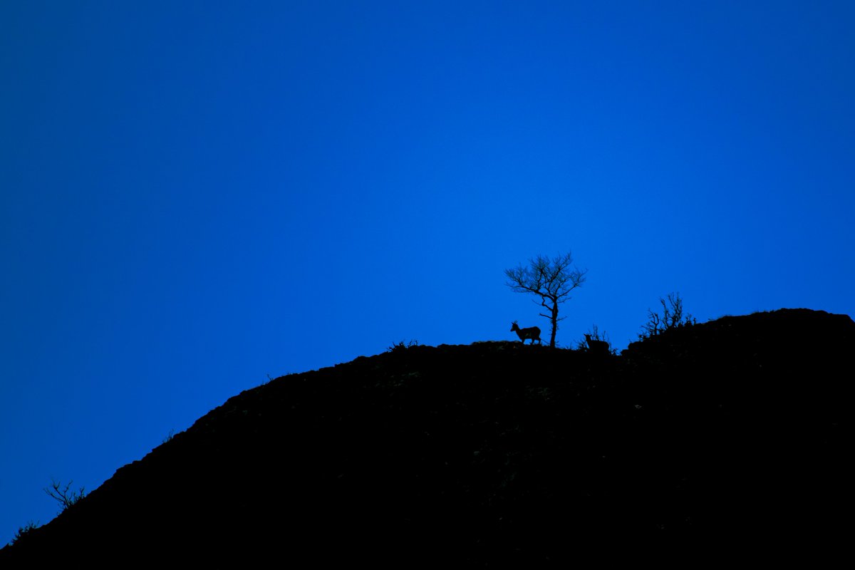 bownaankamal's tweet photo. Goitered gazelles during a magical evening | Golestan | Iran
.
.
#goiteredgazelle #antelope #antelopes #natgeoindia #bbcearth #earthcapture #travelgram #wildlifephotography #wildgeography #wildiran #iranwildlife #golestannationalpark #bownaankamal #nikonwildlife #jawswildlife #irannature #wildlifeofiran #golestan #wildpersia #nikon_photos #canwithcnikon #magicalevening #discovery #animalsofinstagram