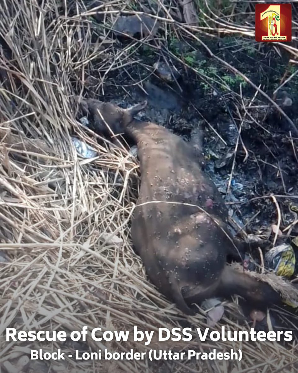 DSSNewsUpdates's tweet photo. Kindness is the language that heals all wounds!   
Volunteers of Dera Sacha Sauda, inspired by Saint Dr. MSG Insan, extended their compassion in Loni and Jaito by providing medical care to injured cows. Their actions embody the true spirit of selfless service and care for all living beings.

#AnimalWelfare #CareForAnimals #HealingHearts #VoicesForTheVoiceless