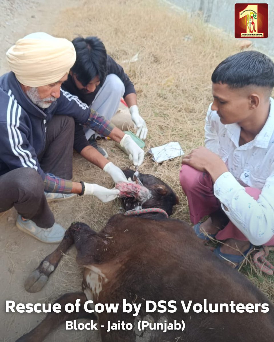DSSNewsUpdates's tweet photo. Kindness is the language that heals all wounds!   
Volunteers of Dera Sacha Sauda, inspired by Saint Dr. MSG Insan, extended their compassion in Loni and Jaito by providing medical care to injured cows. Their actions embody the true spirit of selfless service and care for all living beings.

#AnimalWelfare #CareForAnimals #HealingHearts #VoicesForTheVoiceless