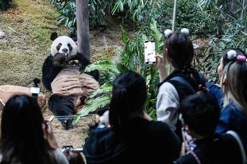 CGTNOfficial's tweet photo. Newly arrived panda pair, An An and Ke Ke, make their public debut in Hong Kong SAR.
https://t.co/6QNzo8EuXY https://t.co/L0YpbdAP47