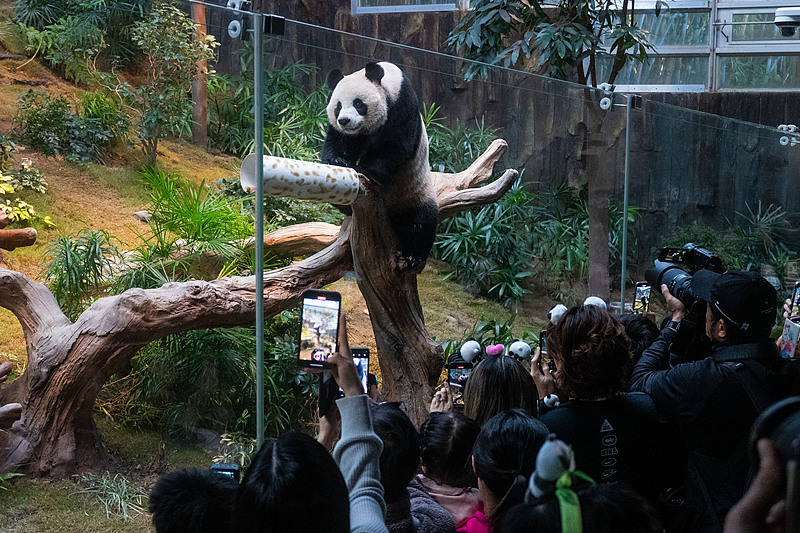 CGTNOfficial's tweet photo. Newly arrived panda pair, An An and Ke Ke, make their public debut in Hong Kong SAR.
https://t.co/6QNzo8EuXY https://t.co/L0YpbdAP47