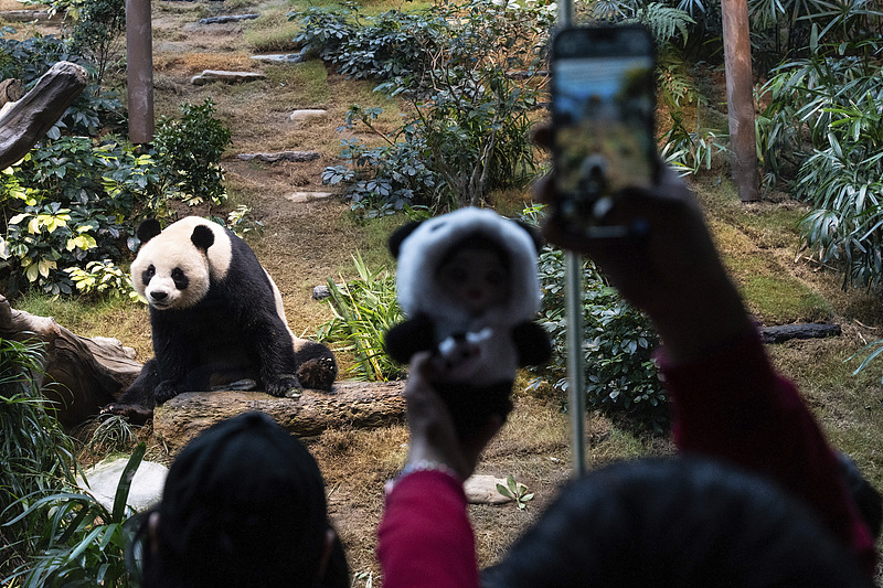 CGTNOfficial's tweet photo. Newly arrived panda pair, An An and Ke Ke, make their public debut in Hong Kong SAR.
https://t.co/6QNzo8EuXY https://t.co/L0YpbdAP47