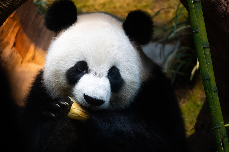 CGTNOfficial's tweet photo. Newly arrived panda pair, An An and Ke Ke, make their public debut in Hong Kong SAR.
https://t.co/6QNzo8EuXY https://t.co/L0YpbdAP47