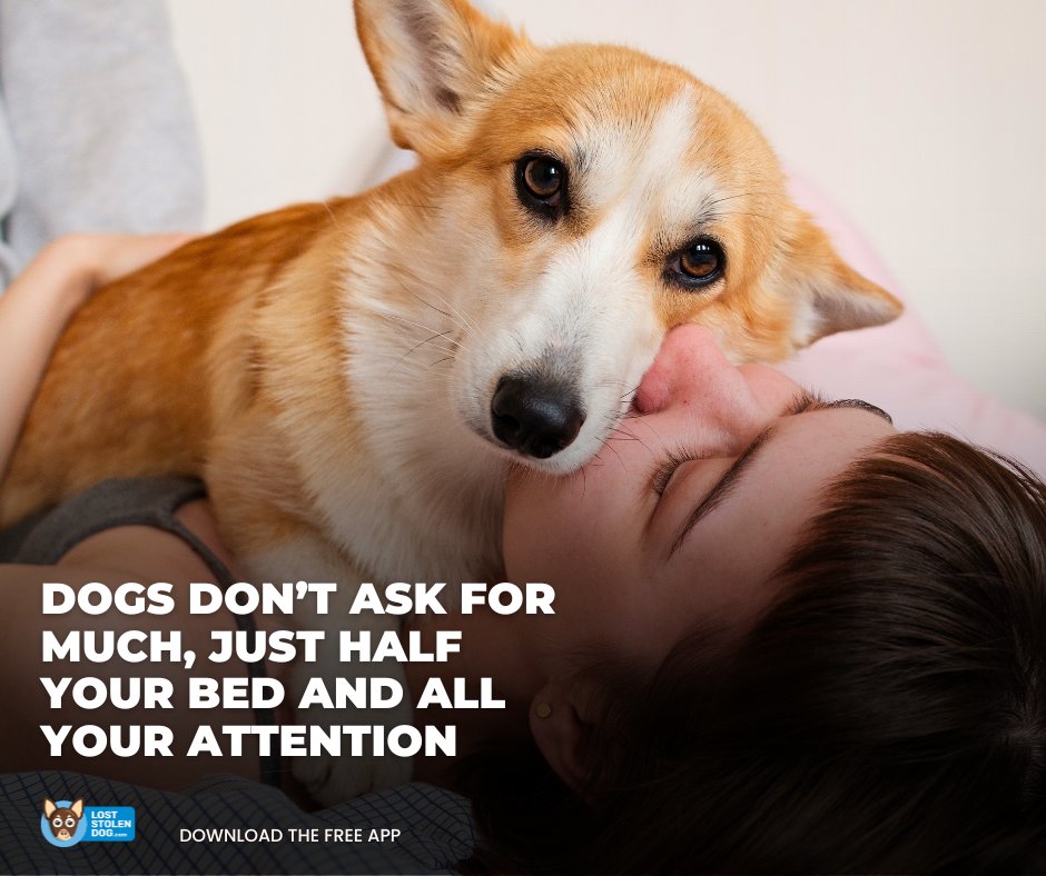 Dogs Don’t Ask for Much... Just half your bed, all your attention &amp; your entire heart. Cherish every moment, every snuggle, every paw print on your life. At the end of the day, we know we wouldn’t have it any other way. loststolendog.com
#DogLife #DogLovers #LostStolenDog