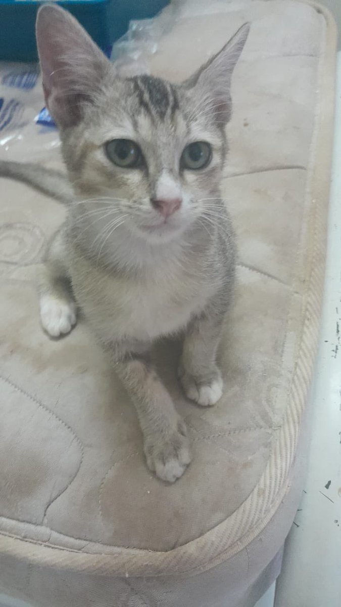 tattyhassan's tweet photo. Koranggg ada rescuer tanya i siapa nak adopt dua kittens niii. Dia nak kena admit hospital soon sebab spine issues… nanti takde siapa uruskan… area ampang/melawati. https://t.co/4T3K4X92sL