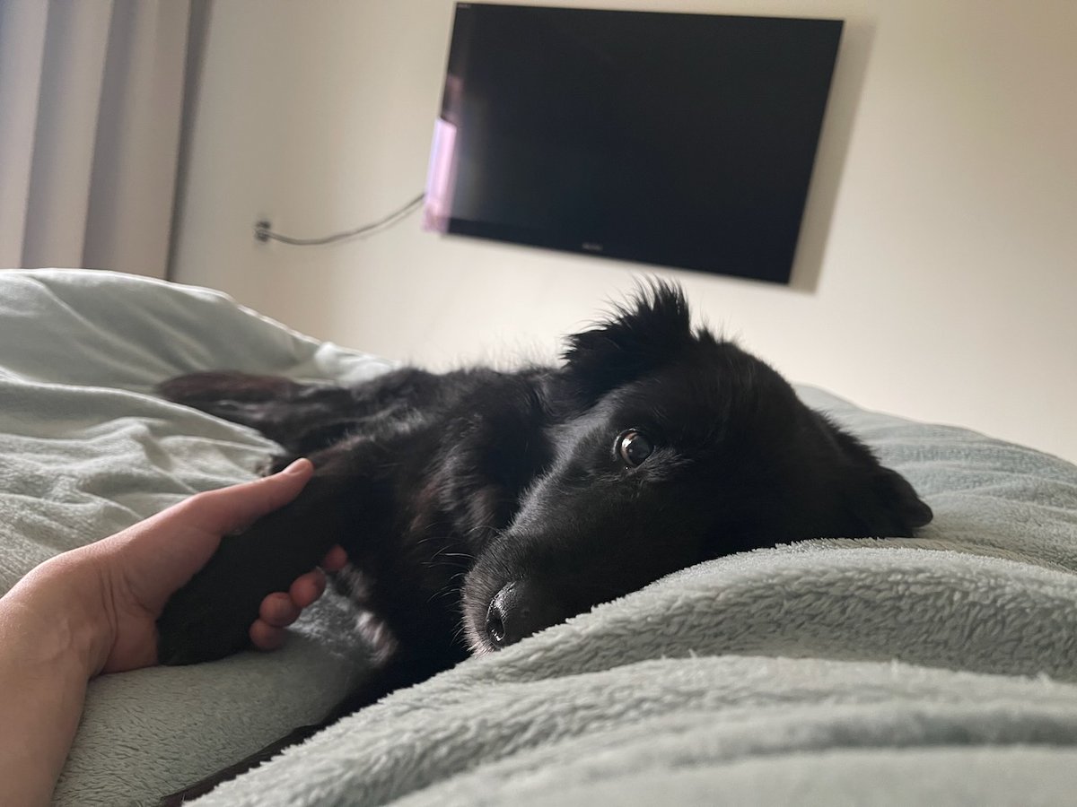 miketweetchap's tweet image. When it rains, it pours. While I&apos;m almost going into my fifth year battling #LongCovid, my 13-year-old dog has been diagnosed with #pancreatitis (his SPEC-cPL was 469, echo shows #cholangitis and sludge in the gallbladder). It seems we&apos;re both officially on the chronic illness…