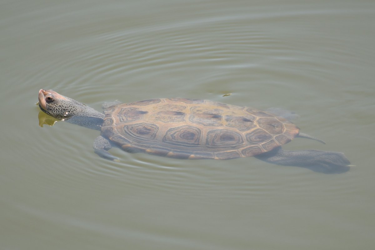 "We're beautiful, like diamonds in the sky” - Rhianna, “Diamonds”

Northern diamondback terrapins are commonly found in estuary habitats on the Gulf of Mexico and Atlantic Ocean where rivers flow into the sea and freshwater mixes with saltwater. 

📸: © Kevin Hutcheson