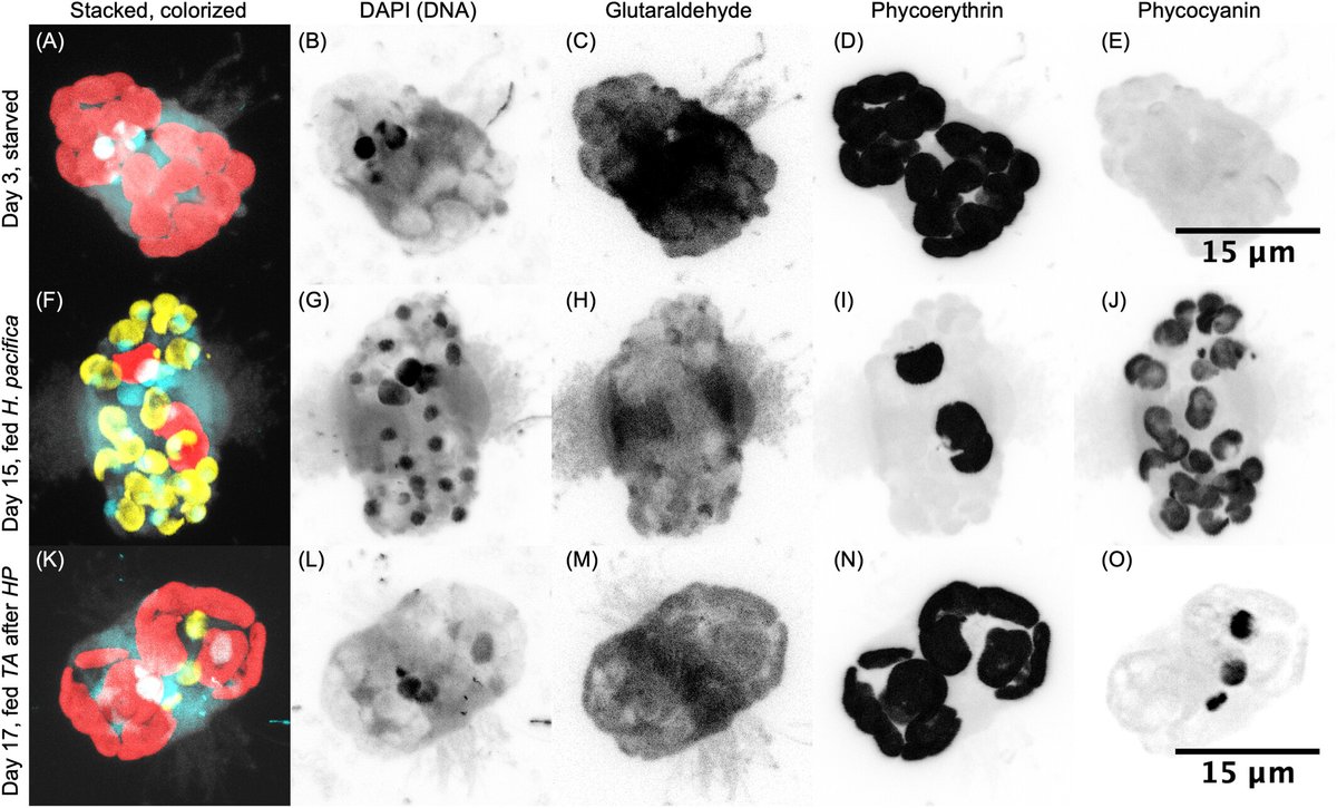 JEukMicro's tweet image. Retention of blue-green cryptophyte organelles by Mesodinium rubrum and their effects on photophysiology and growth
Holly V. Moeller, et al.
onlinelibrary.wiley.com/doi/10.1111/je…