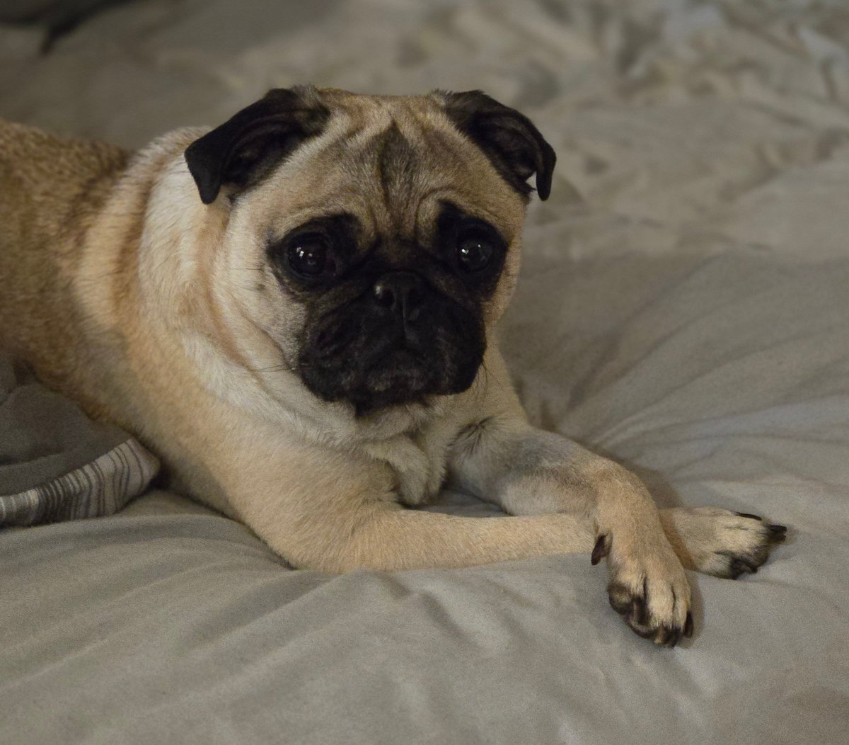 Are you looking for a new best friend? Nova is looking for a forever family on <a href="/petfinder/">Petfinder</a> petfinder.com/dog/nova-74305…