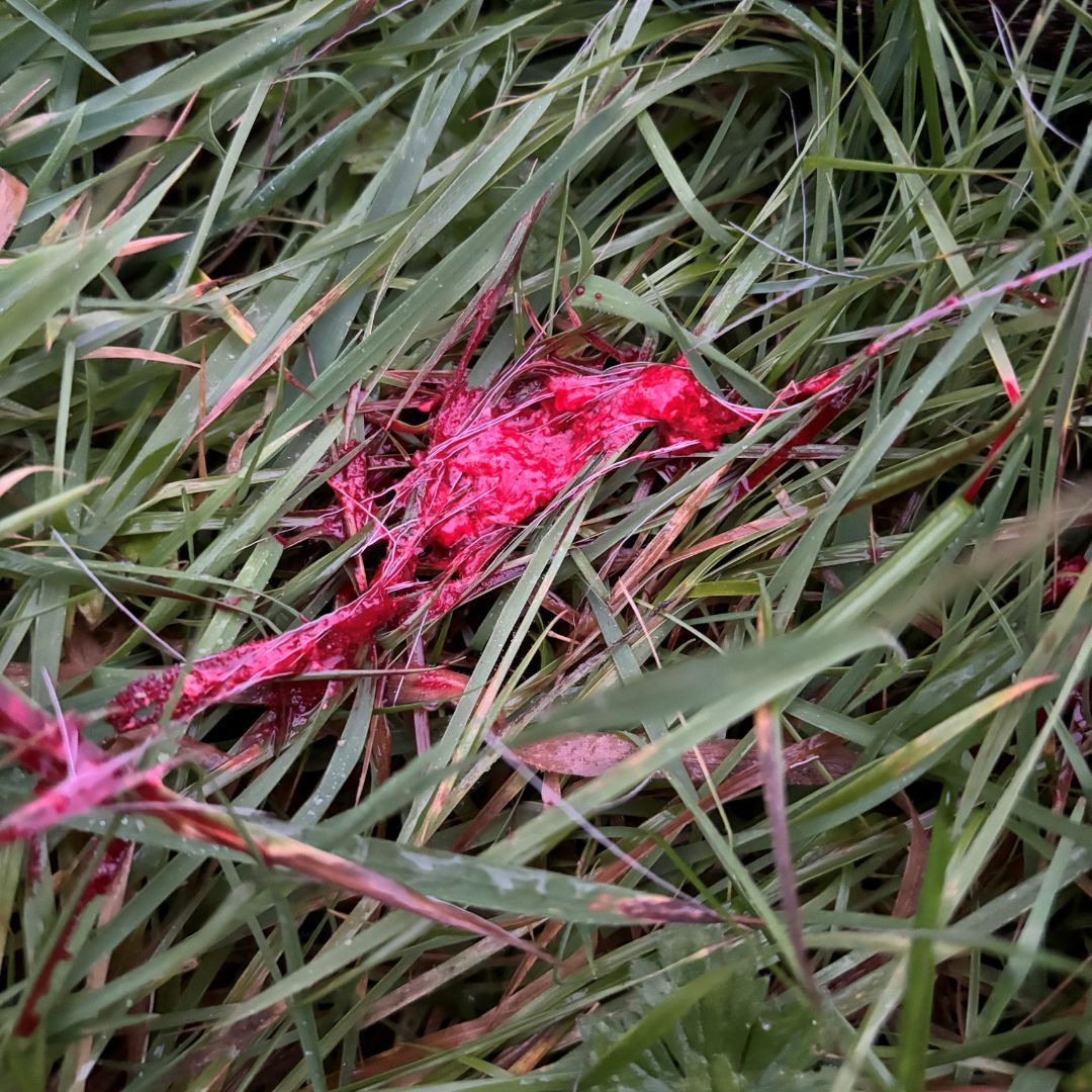 DSC2 Top Tip!

Being able to locate and analyse evidence at the strike site is a vital part of deer stalking as it allows us to come up with our plan for the next steps. 
Where do you think this deer was hit based on the evidence?