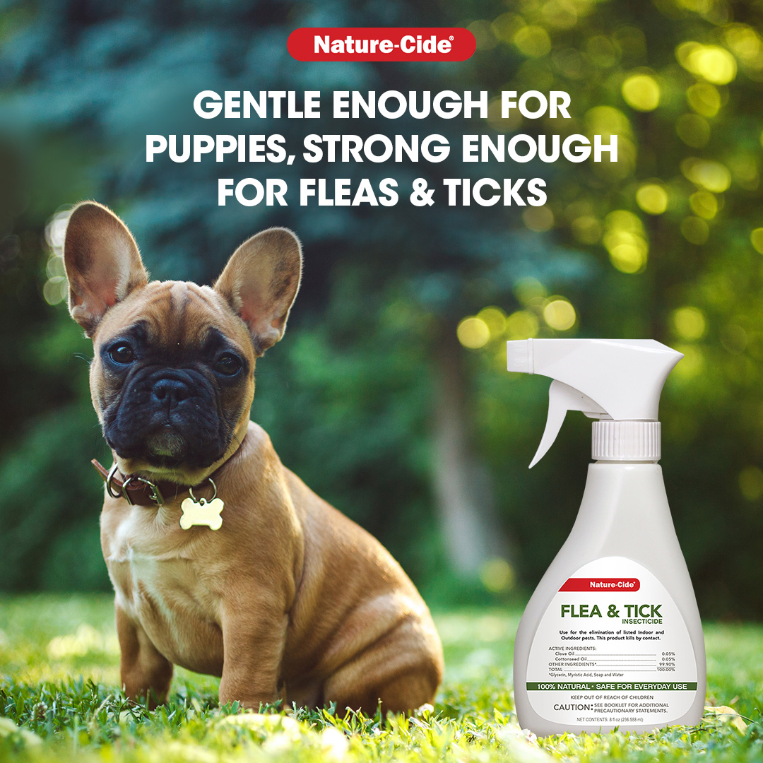 naturecide's tweet image. Even the youngest family members are safe with Nature-Cide. 🐕 Safe for puppies, effective on pests. #PuppyCare #FleaProtection #NatureCide