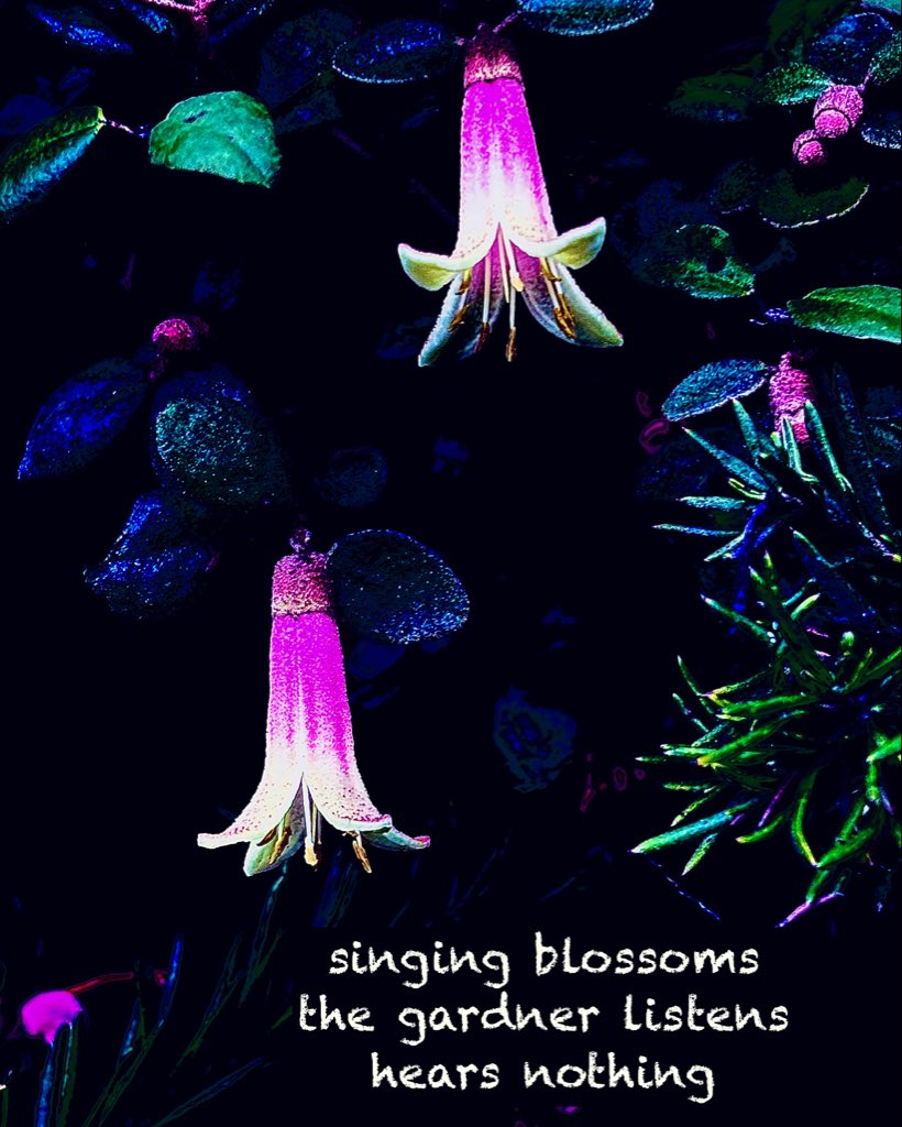 vbvlach's tweet photo. #haiga #haiku #senryu #micropoetry #haigaphotography #iphoneography #shahai #instapoetry #naturephotography #SFBG

singing blossoms
the gardner listens
hears nothing https://t.co/LuFkwrclXu